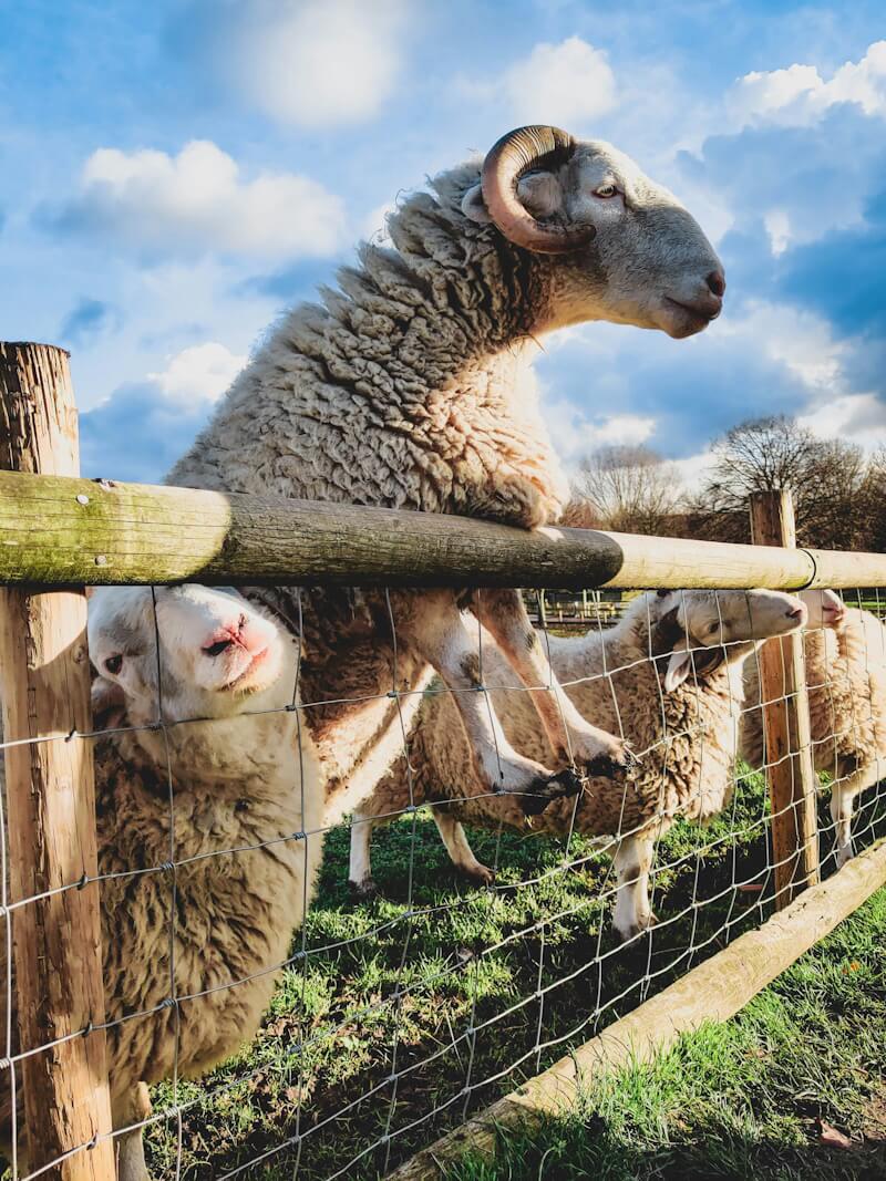 A sheep pressing against the fence, trying to wander off