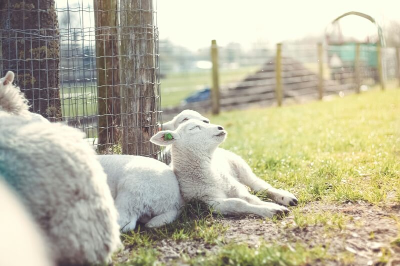 Lambs resting safely by the fence line