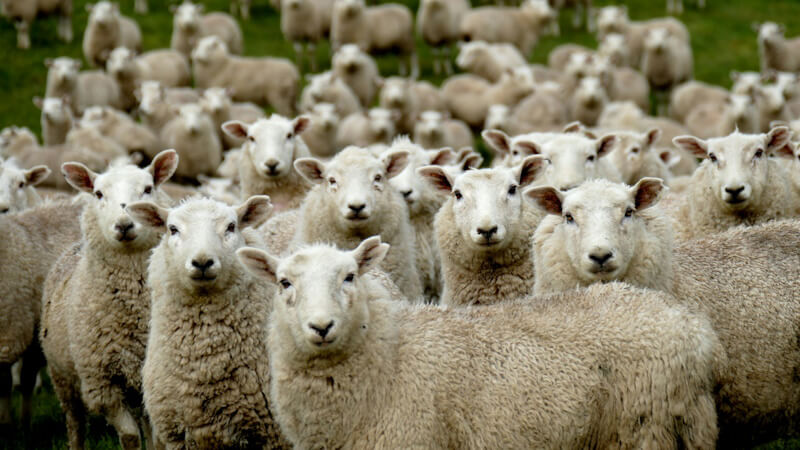 A well-organised flock of sheep standing together
